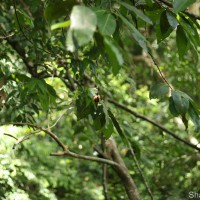 Myristica ceylanica A.DC.